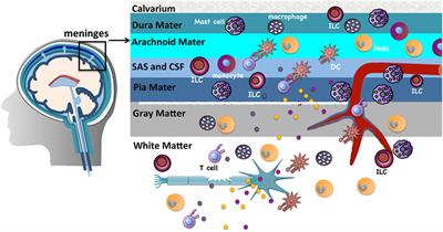 Mast Cells and Innate Lymphoid Cells: Underappreciated Players in CNS Autoimmune Demyelinating Disease